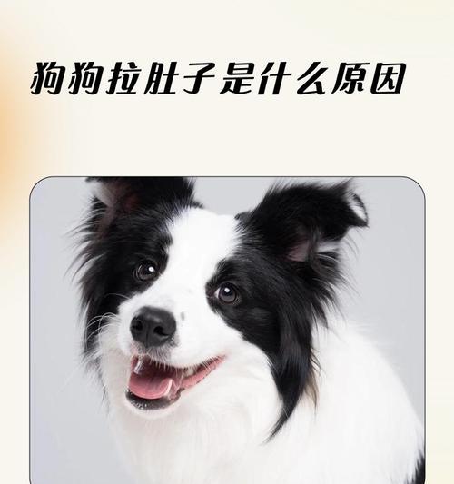 狗狗拉稀5天不吃不拉，用猫砂治疗是否可行？（探究主人在狗狗拉稀问题上使用猫砂的有效性）(图2)