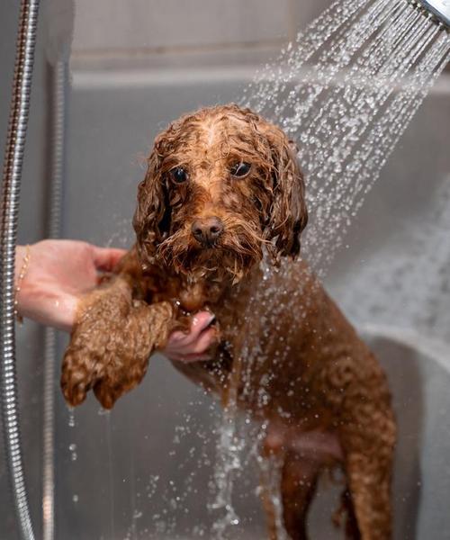 狗狗拉稀5天不吃不拉，用猫砂治疗是否可行？（探究主人在狗狗拉稀问题上使用猫砂的有