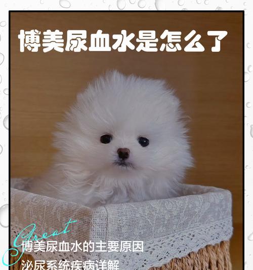 影响博美犬价格的因素及其（了解博美犬价格的关键因素，选择适合自己的宠物伴侣）(图1)