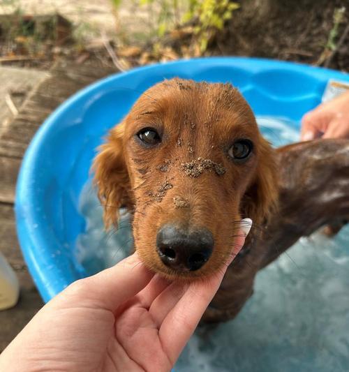 冬天应该多久给小狗洗一次澡？（科学洗澡频率的关键是什么？）(图2)