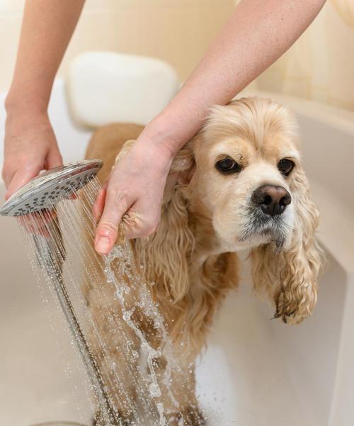 冬天应该多久给小狗洗一次澡？（科学洗澡频率的关键是什么？）