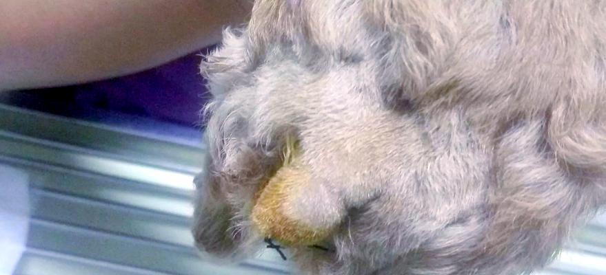 狗狗断尾（关于狗狗断尾的利弊和注意事项）(图3)