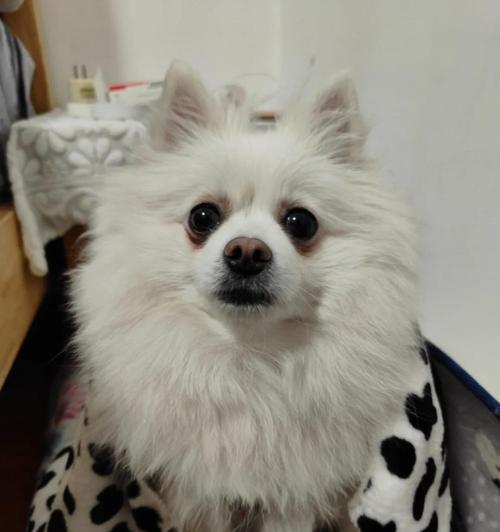 狗狗不吃饭呕吐泡沫状粘液，原因及处理方法(图2)