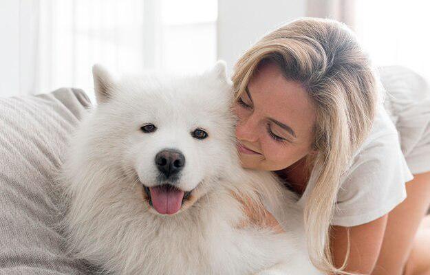 解决萨摩耶不吃狗粮问题的方法（学着自制狗粮，让狗狗营养均衡不挑食）(图1)