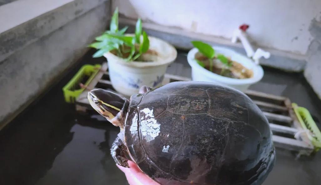 亲民的安布闭壳龟——我们的陪伴（探索安布闭壳龟的神奇世界）(图2)