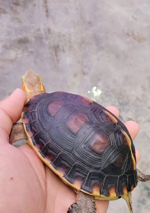 亲民的安布闭壳龟——我们的陪伴（探索安布闭壳龟的神奇世界）(图3)