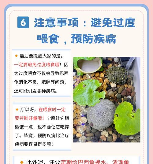 乌龟孵化需要多长时间？（揭开乌龟孵化的神秘面纱）(图1)