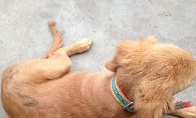 金毛胎毛的脱落周期及原因（揭秘金毛胎毛掉落的奥秘，让你的宠物更健康）(图2)