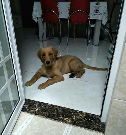 金毛胎毛的脱落周期及原因（揭秘金毛胎毛掉落的奥秘，让你的宠物更健康）