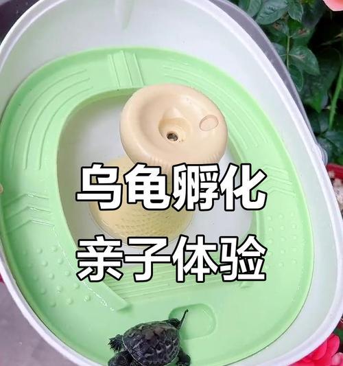 乌龟孵化需要多长时间？（揭开乌龟孵化的神秘面纱）(图3)