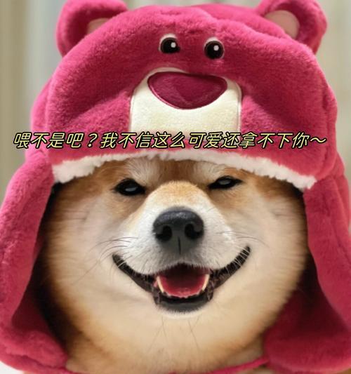 家里总是飘着一股狗味？教你6个小妙招去除异味（给家里消除狗味，让空气清新如初）(图2)