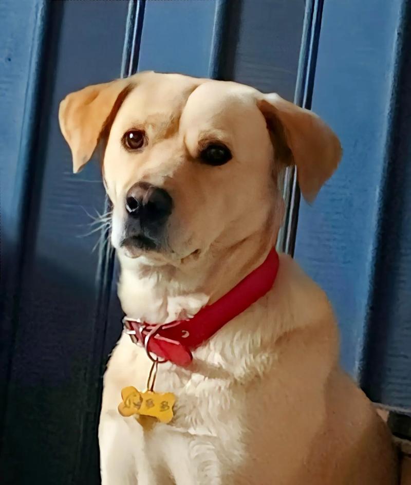 家里总是飘着一股狗味？教你6个小妙招去除异味（给家里消除狗味，让空气清新如初）(图3)