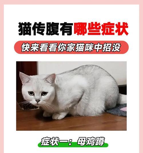 猫与人之间的疾病传播（揭秘以猫能传染人的常见疾病，保护你和你的宠物的健康）(图4)