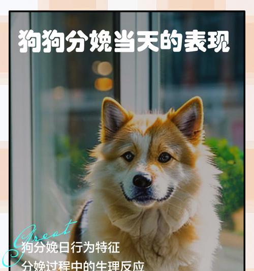 狗的寿命（解析狗的生命周期和寿命相关因素）(图2)