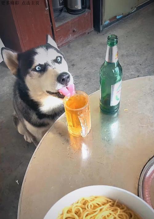 哈士奇可以吃的菜有哪些？（探究哈士奇饮食习惯，为你的宠物提供健康食谱）(图1)