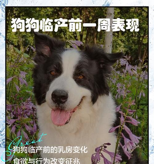 狗的寿命（解析狗的生命周期和寿命相关因素）(图1)