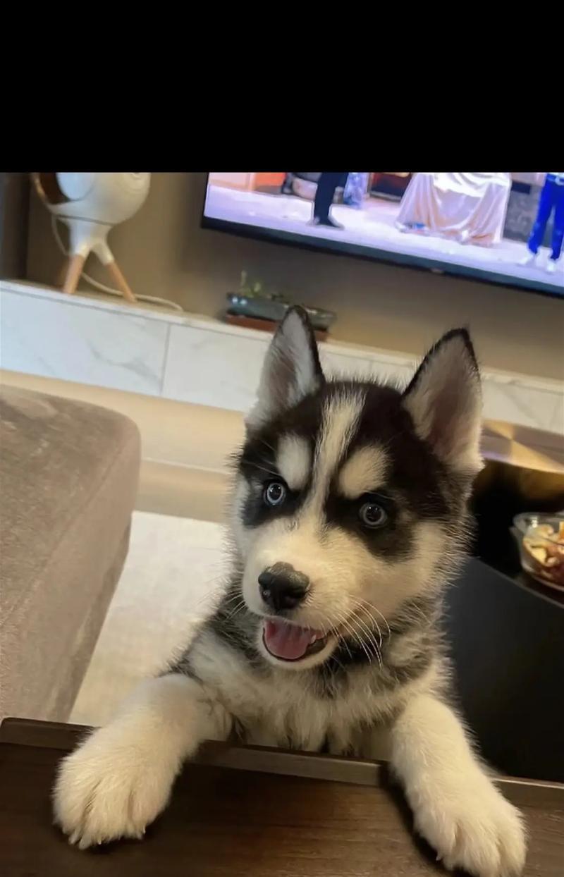 哈士奇可以吃的菜有哪些？（探究哈士奇饮食习惯，为你的宠物提供健康食谱）(图2)