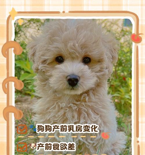 狗的寿命（解析狗的生命周期和寿命相关因素）(图3)