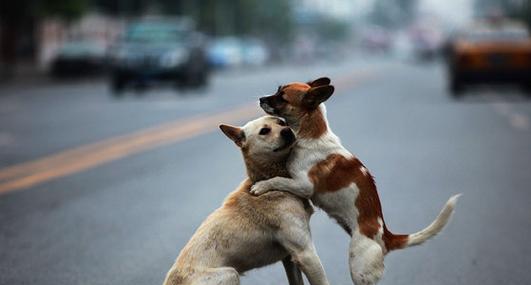 公狗和母狗的交配过程解析（揭开狗狗交配的秘密，了解繁衍的奥秘）(图1)