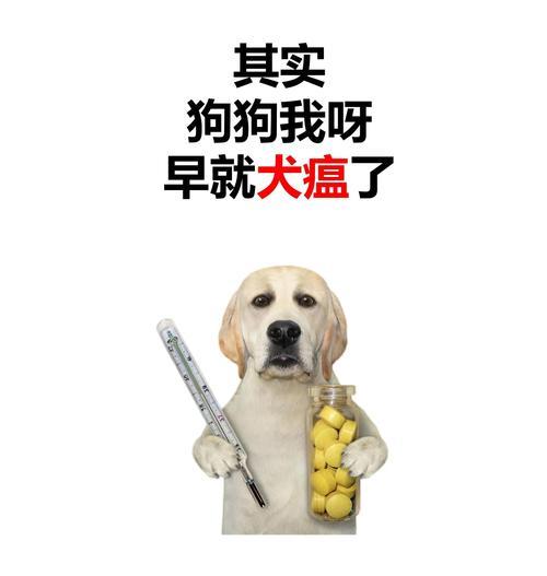 探讨狗的犬瘟潜伏期（犬瘟潜伏期长短揭秘！掌握关键信息保护你的爱犬健康）(图1)