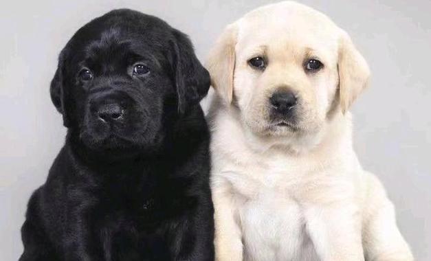 拉布拉多（探究拉布拉多成为热门宠物的原因及其完美特质）(图1)