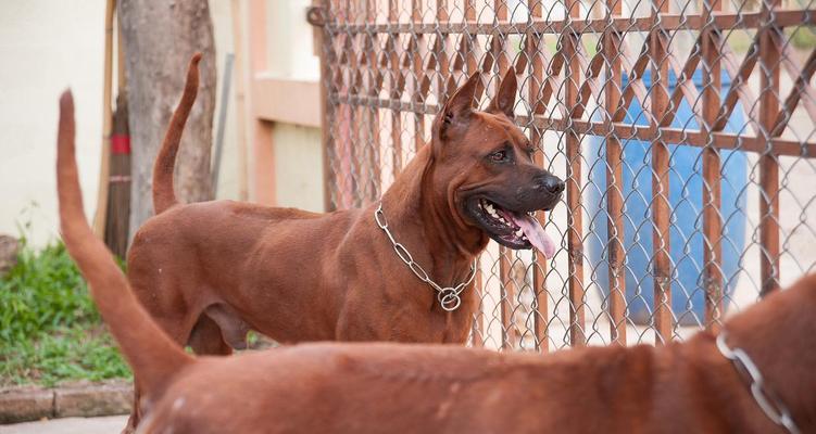 拉布拉多（探究拉布拉多成为热门宠物的原因及其完美特质）(图3)