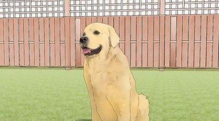 拉布拉多犬的理想体重及肥胖和消瘦问题解决方法（健康饲养拉布拉多犬的关键）(图1)