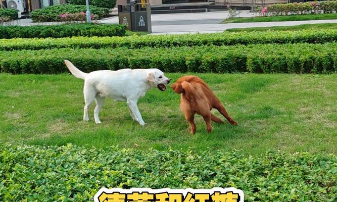 拉布拉多（探究拉布拉多成为热门宠物的原因及其完美特质）(图2)