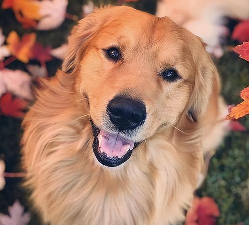 如何准确判断金毛是否纯种（关键指标及判断方法详解）(图1)