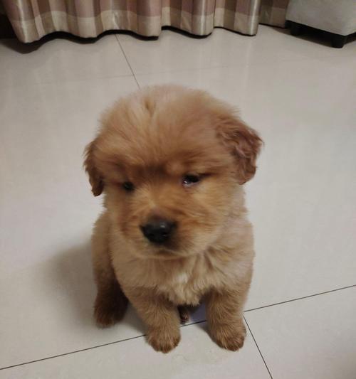 如何准确判断金毛是否纯种（关键指标及判断方法详解）(图3)