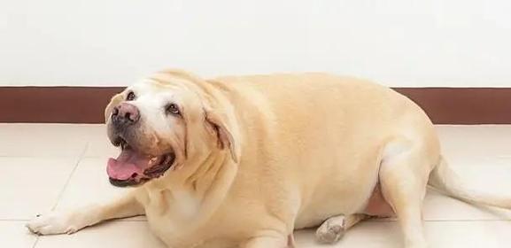 拉布拉多犬的理想体重及肥胖和消瘦问题解决方法（健康饲养拉布拉多犬的关键）(图4)