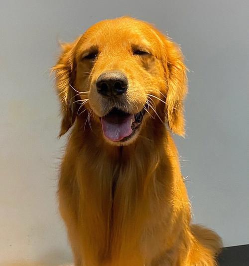 如何准确判断金毛是否纯种（关键指标及判断方法详解）(图2)