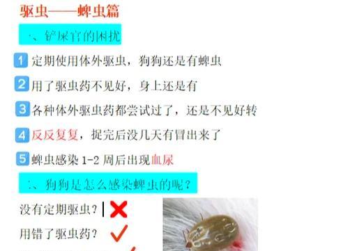狗狗被蜱虫咬后的危害——保护你的宠物免受蜱虫侵害（了解狗狗被蜱虫咬后的风险，提前预防和处理）(图1)