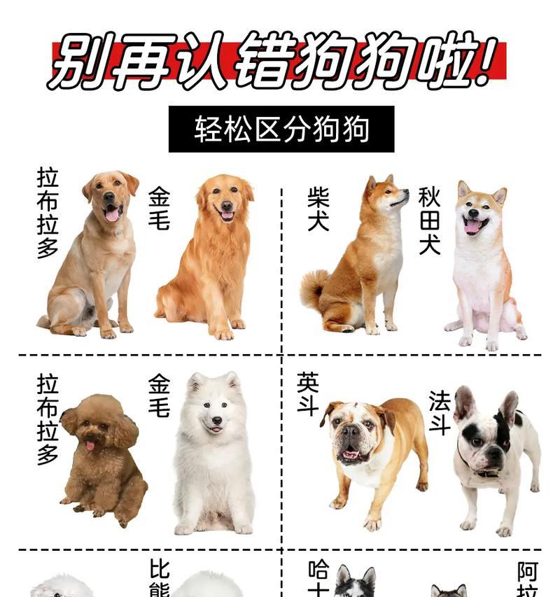 公狗和母狗的交配过程解析（揭开狗狗交配的秘密，了解繁衍的奥秘）(图2)