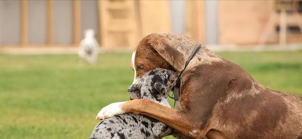 公狗和母狗的交配过程解析（揭开狗狗交配的秘密，了解繁衍的奥秘）(图3)