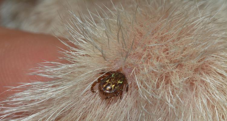 狗狗被蜱虫咬后的危害——保护你的宠物免受蜱虫侵害（了解狗狗被蜱虫咬后的风险，提前预防和处理）(图3)