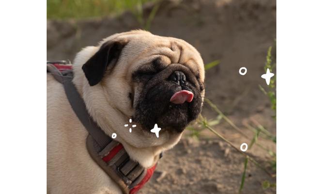 狗狗吐舌的原因及散热方式（探秘狗狗为何会吐舌头以及如何散热）(图3)