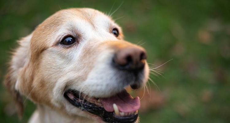 狗狗吐舌的原因及散热方式（探秘狗狗为何会吐舌头以及如何散热）(图1)