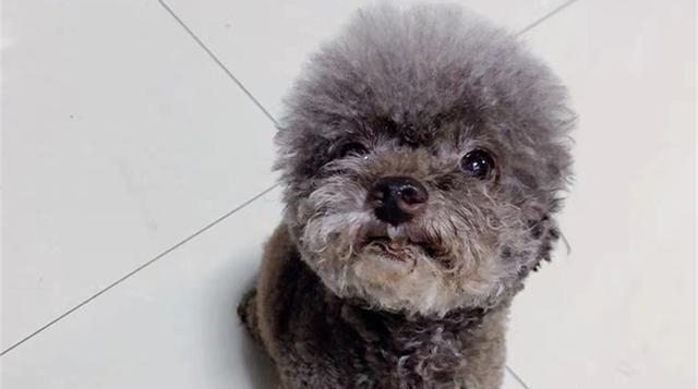 狗缺白蛋白的症状及预防措施（了解狗缺白蛋白症状的重要性，以及如何预防）(图1)