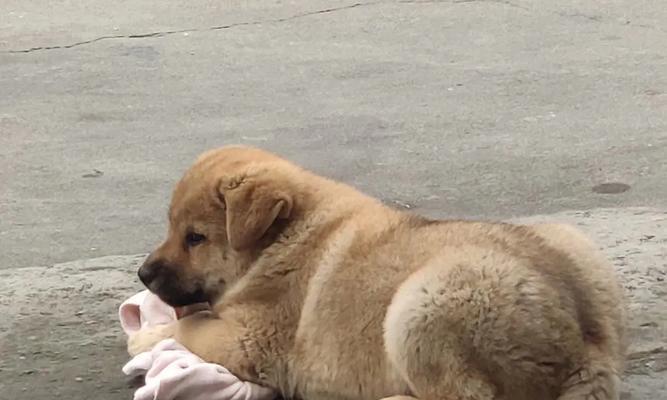 狗子宫癌症状大揭秘（了解狗子宫癌的症状及早发现关键）(图3)