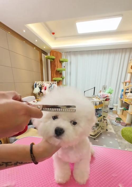 比熊三个月后可以洗澡吗？（探讨比熊宝宝洗澡的最佳时机和注意事项）(图2)