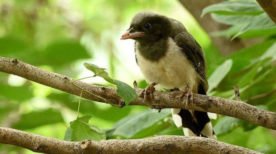 红剑喂养频率的科学之道（红剑喂养频率如何科学合理？多久喂一次最适宜？）(图1)