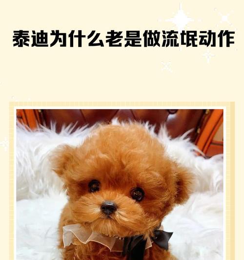 泰迪犬的配种知识——让你的宠物健康繁衍（掌握正确的配种时机，给泰迪犬带来健康后代）(图3)