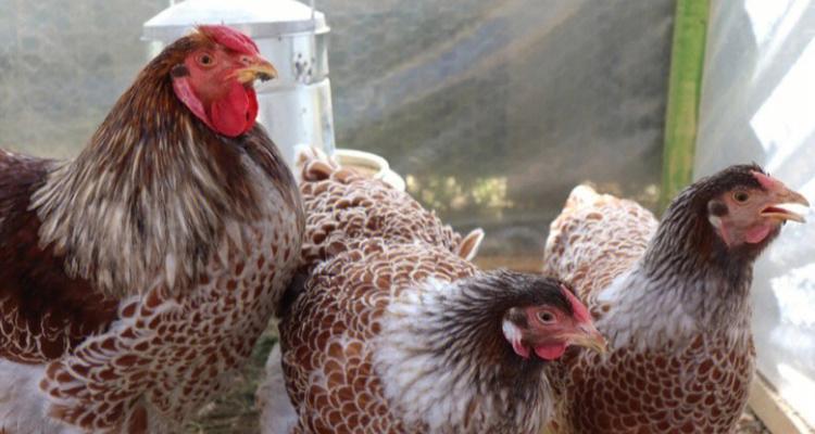 红剑喂养频率的科学之道（红剑喂养频率如何科学合理？多久喂一次最适宜？）(图3)