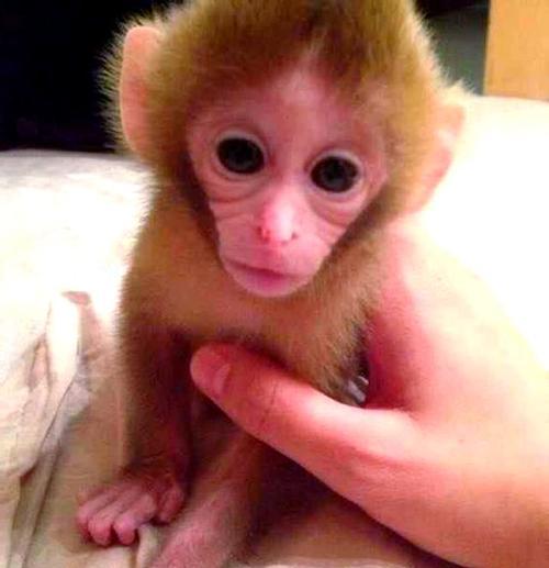 宠物猴子的种类及饲养要点（了解不同种类的宠物猴子，打造合适的养殖环境）(图2)