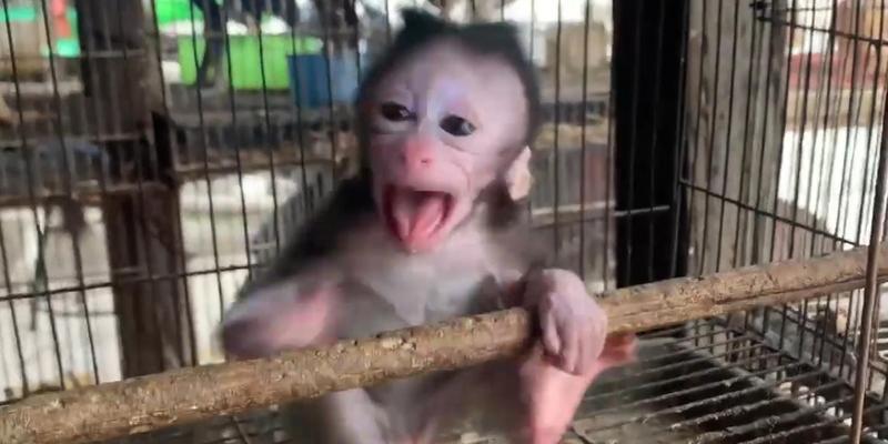 宠物猴子的种类及饲养要点（了解不同种类的宠物猴子，打造合适的养殖环境）(图1)