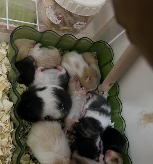 母仓鼠的怀孕症状及注意事项（母仓鼠怀孕周期、身体变化与健康护理）(图1)