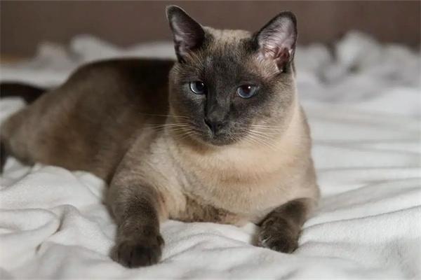 猫咪喜欢在什么地方生产？(图3)