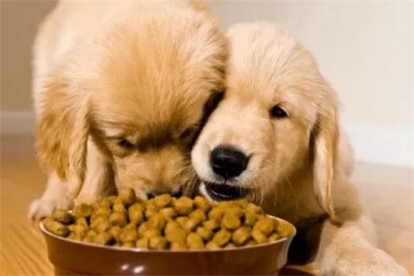 怎样才算是低脂狗粮？(图1)