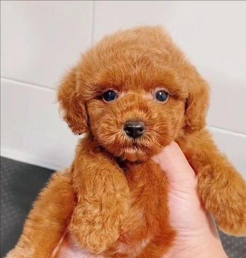 纯种泰迪狗狗的价格测评（千元至上万，市场泰迪价格缤纷）(图2)